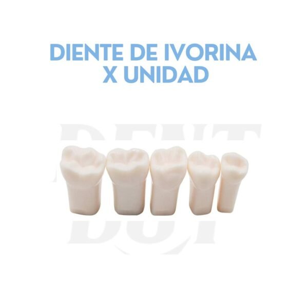 DIENTE DE IVORINA X UNIDAD
