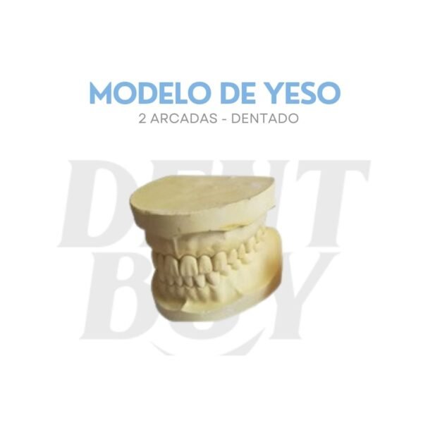 MODELO DE YESO DENTULO