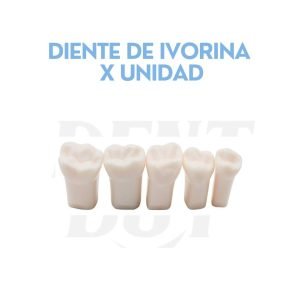 DIENTE DE IVORINA X UNIDAD